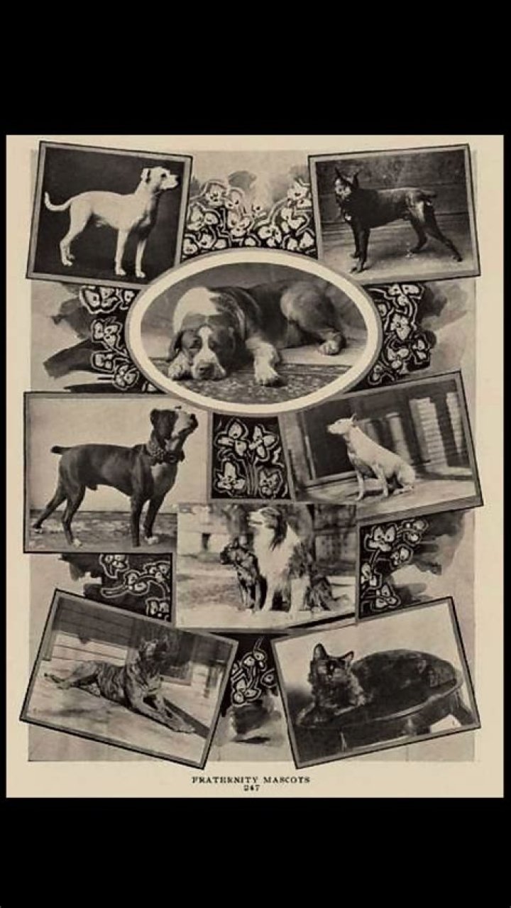 Holly Madison Pets - Celebrity Pets