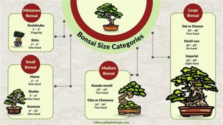 How big can a bonsai tree be?