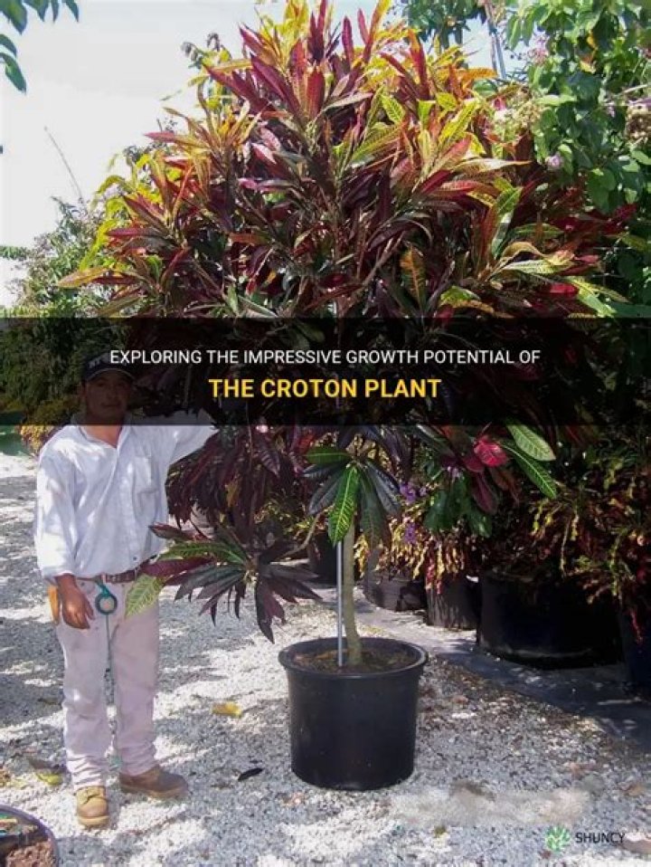How big does Croton get?