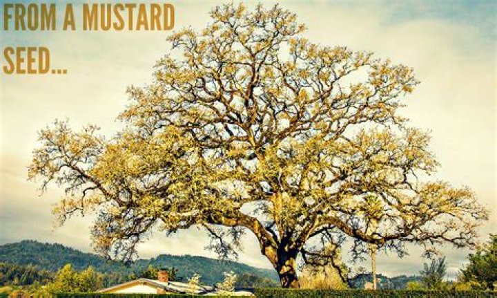 How big is a mustard tree?