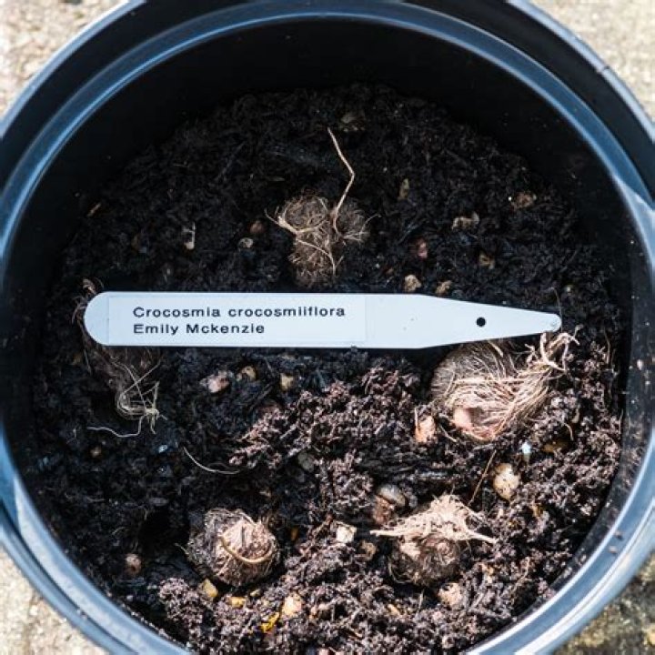 How deep should Crocosmia bulbs be planted?