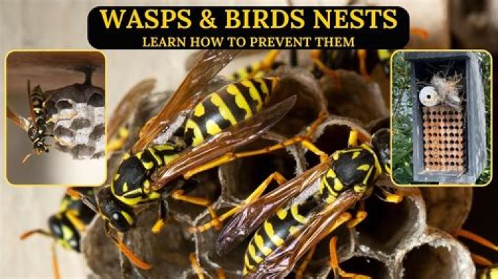 How do I keep wasps away from my balcony?