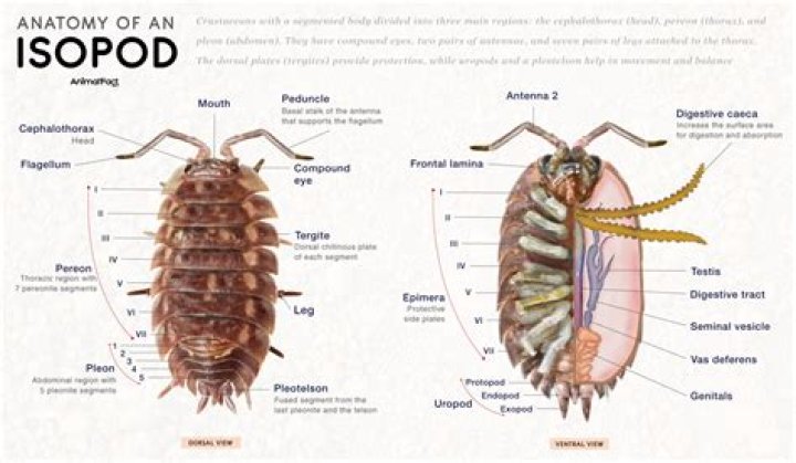 How do isopods locate appropriate environments?