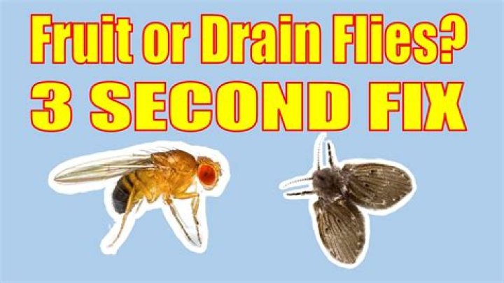 How do you catch phorid flies?