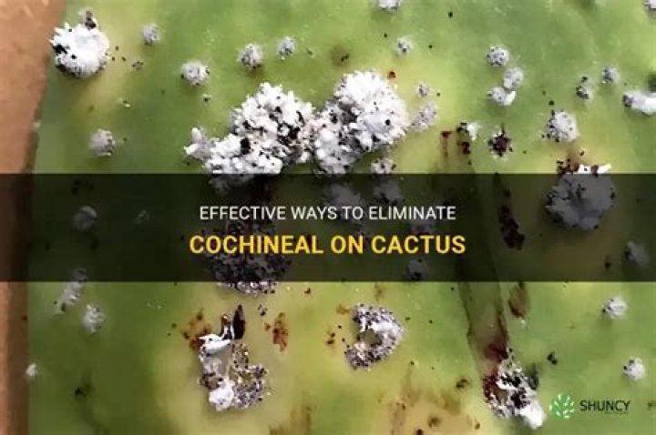 How do you get rid of cochineal on cactus?