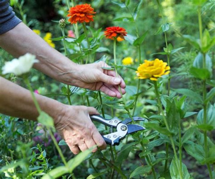How do you keep cut zinnias fresh?