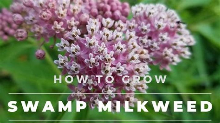 How do you keep milkweed from wilting?