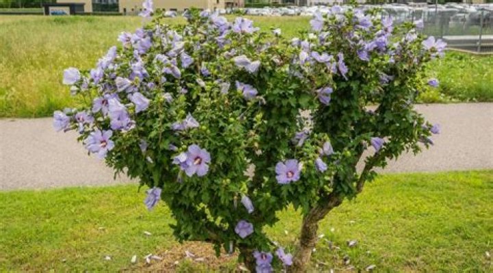 How do you plant a blue hibiscus?