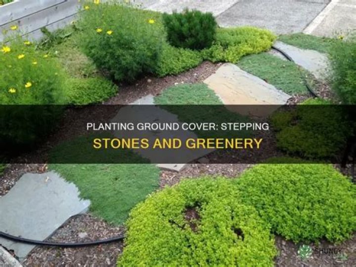How do you plant ground cover between stepping stones?