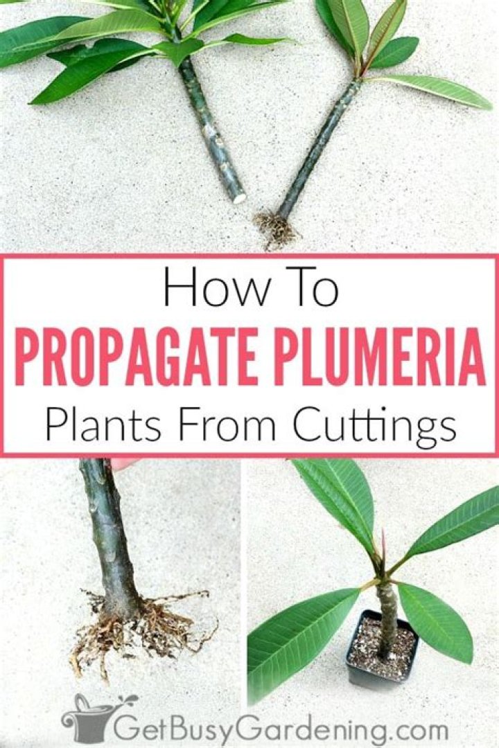 How do you preserve plumeria cuttings?