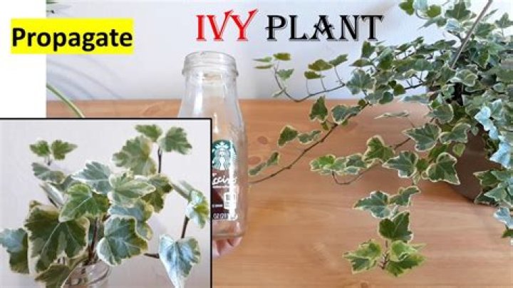 How do you transplant ivy plants?