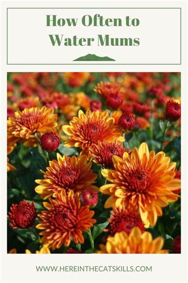 How do you water mums from the bottom?