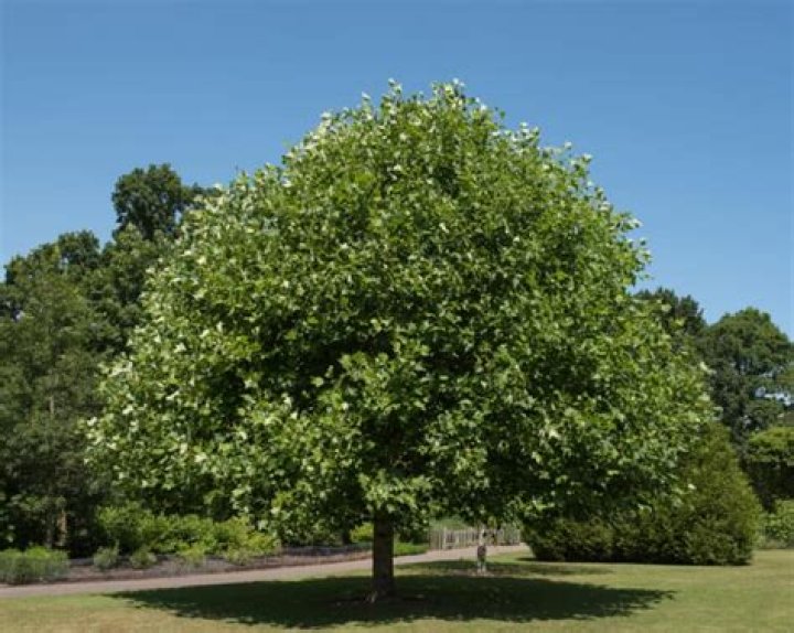 How fast do tulip poplars grow?