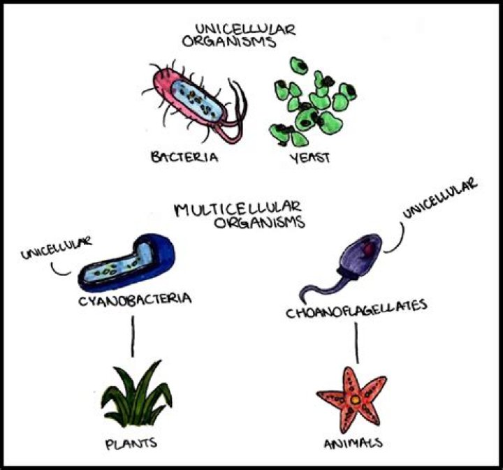 How is cell division important to unicellular and multicellular organisms?