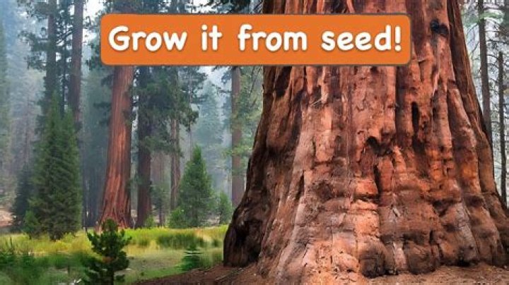 How long does a sequoia tree take to grow?