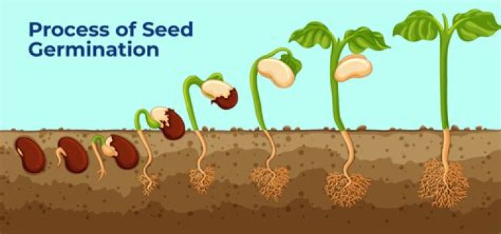 How long does it take EZ seed to germinate?