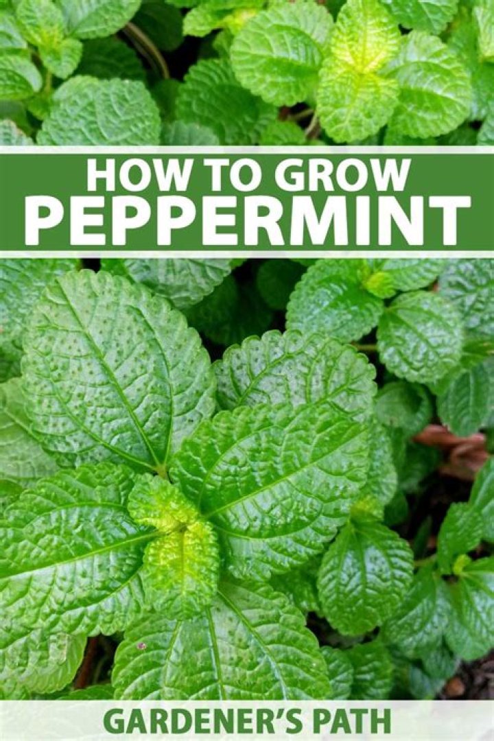 How long will peppermint bark stay fresh?