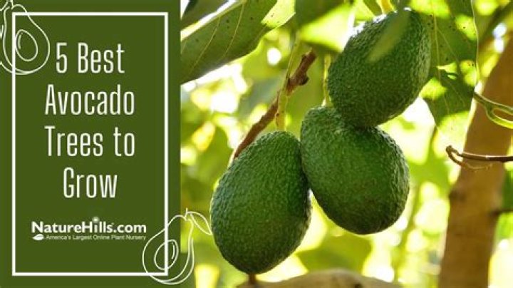 How many avocados can you get from a tree?