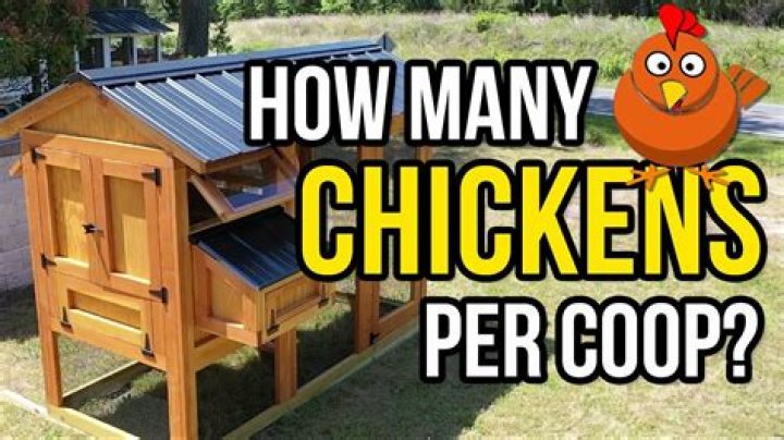 How many chickens can you have in a 10×10 coop?