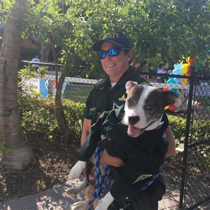 The inspirational story of Deputy Shakes: From disabled rescue to celebrity cop