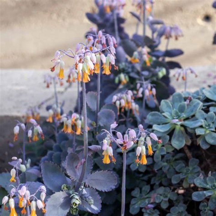 Is a kalanchoe an annual or perennial?