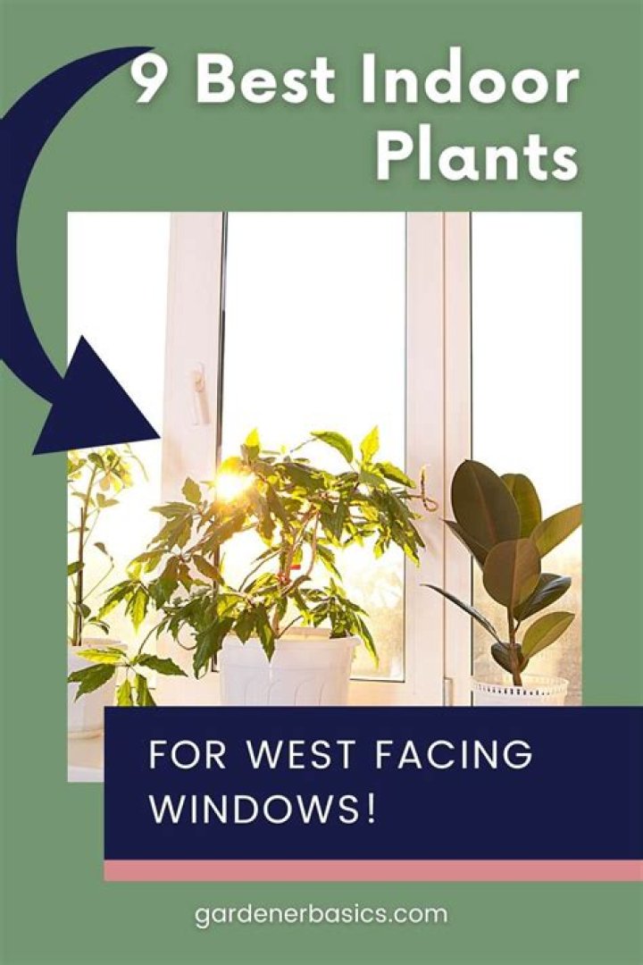 Is a west facing window good for plants?