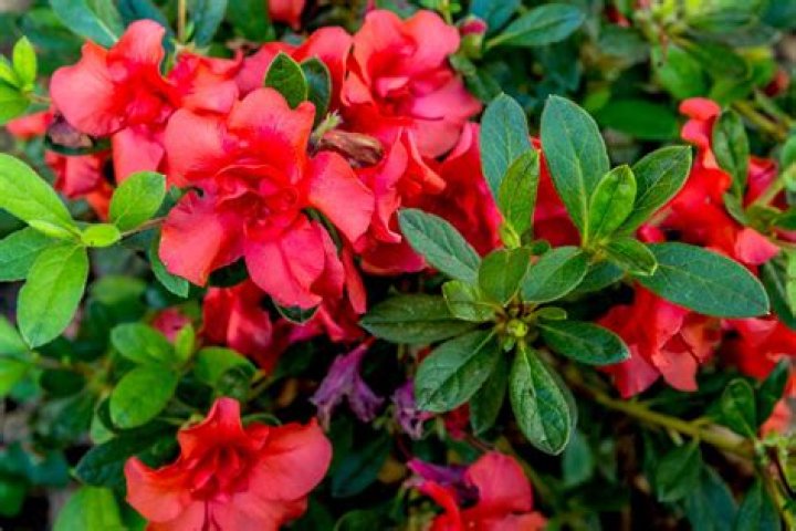 Is cedar mulch good for azaleas?