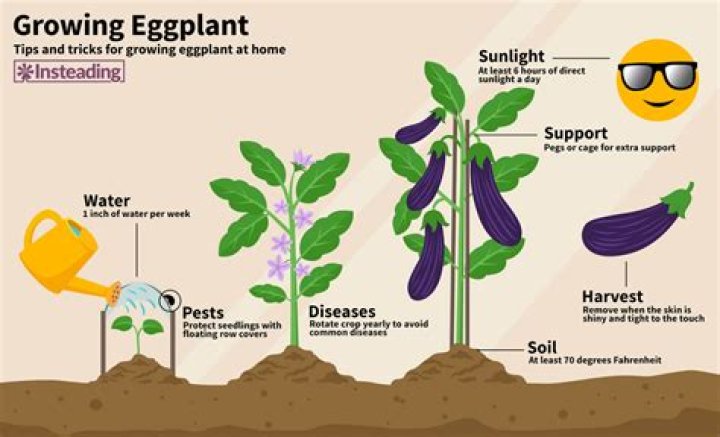 Is eggplant the same as garden egg?