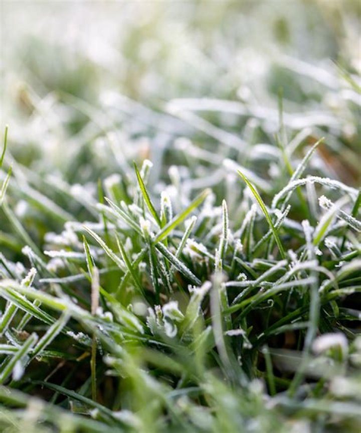 Is Frost good for grass?