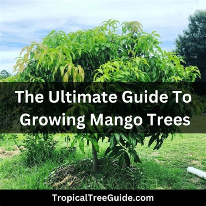 Is Mango deciduous tree?