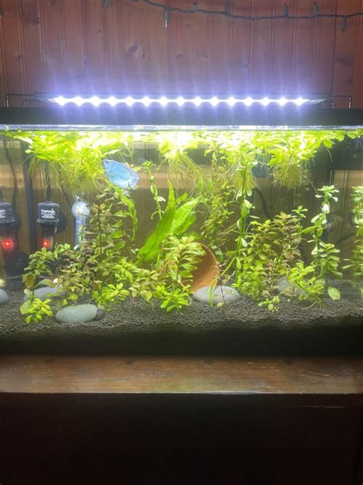 Is water wisteria a floating plant?