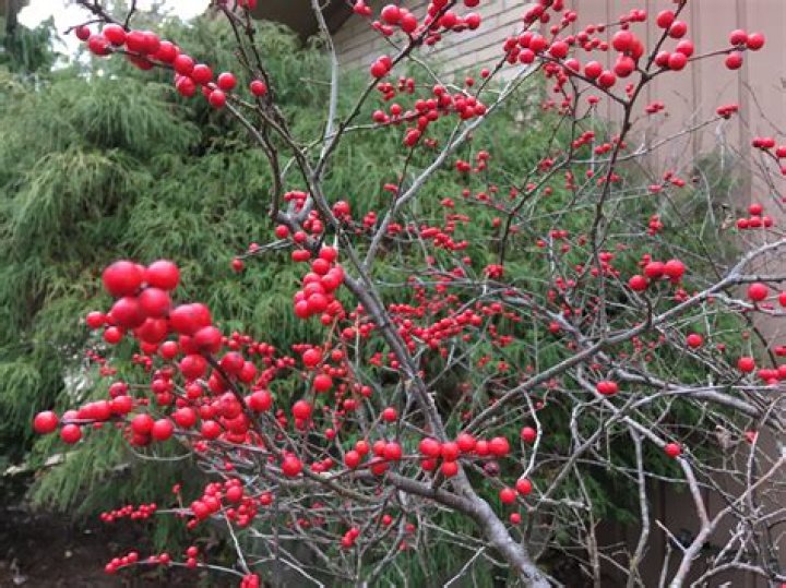 Is Winterberry poisonous to humans?