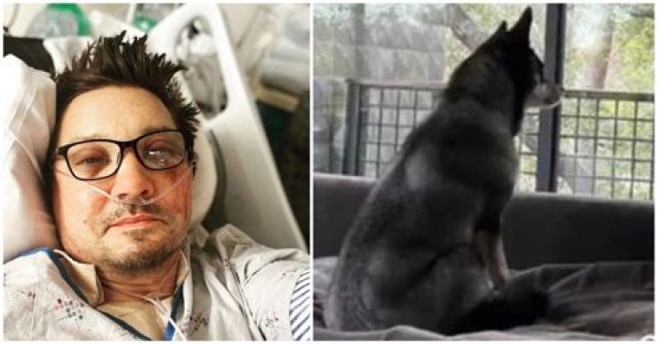 Jeremy Renner Pets - Celebrity Pets