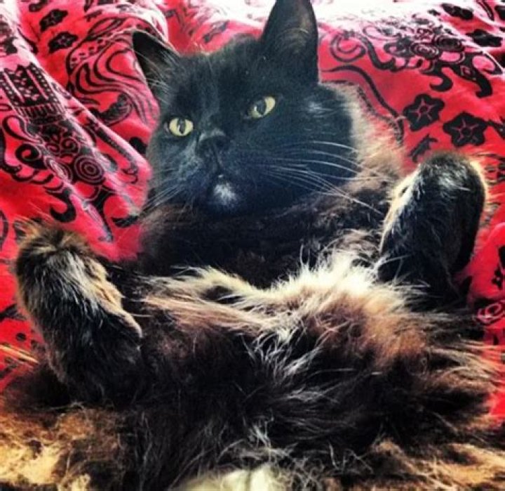 Jessica Paré Pets - Celebrity Pets