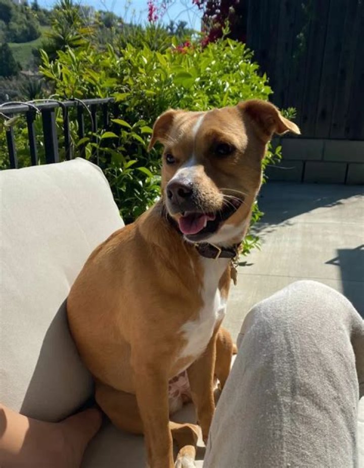 Jodi Balfour Pets - Celebrity Pets