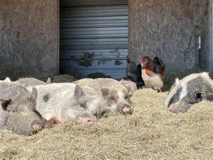 Jon Stewart gives his pigs belly rubs at his Bufflehead Farm