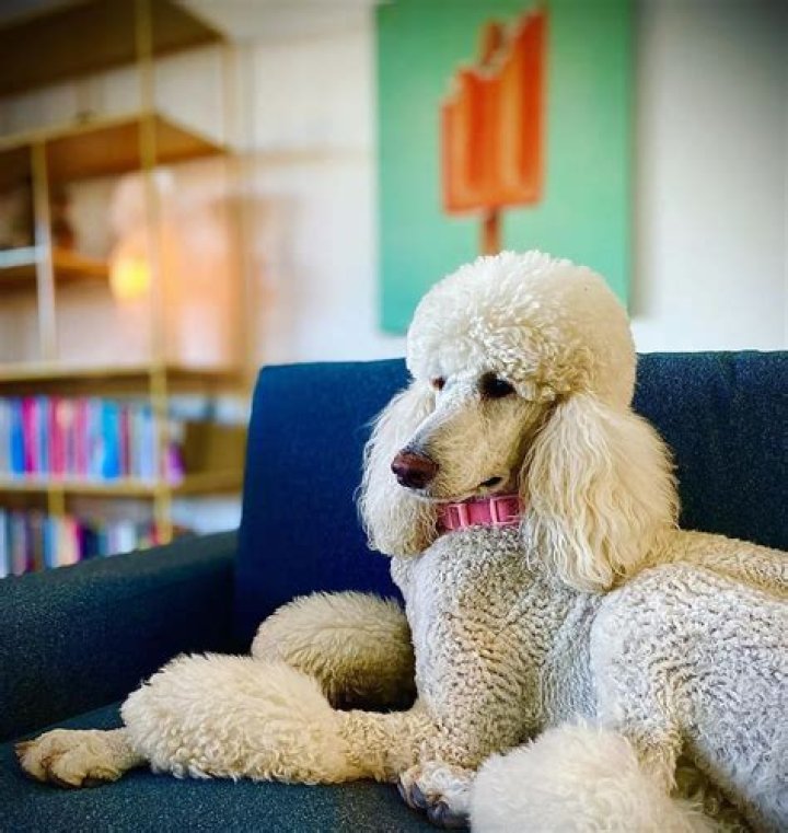 Josh Freese Pets - Celebrity Pets