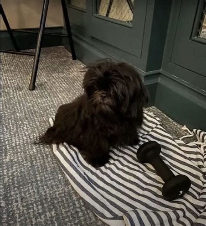 Kelly Ripa Pets - Celebrity Pets