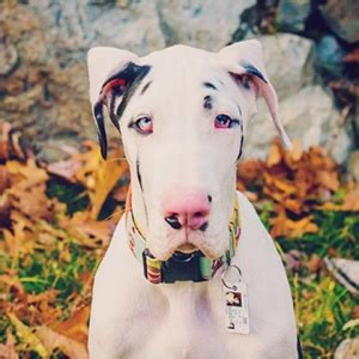 Kernel the Great Dane - Age, Family, Bio