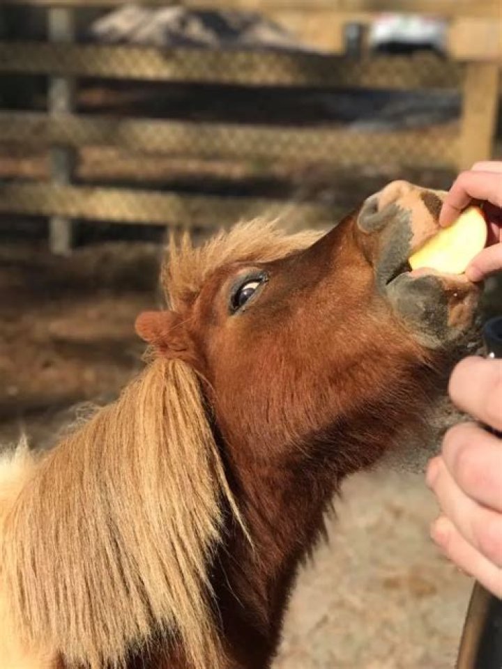 Lil Ben the Miniature Horse Finds Love In A Lonely Place