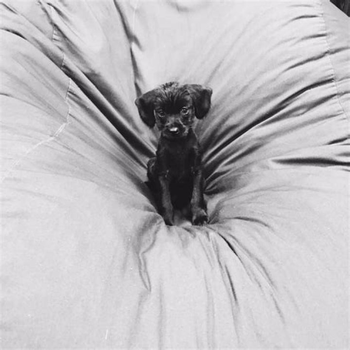 Margot Robbie Adopts a New Recue Puppy – Boo Radley!