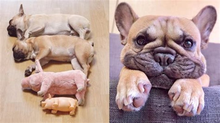 Matt Bomer gets frisky with a French bulldog: supercute dude & dog?