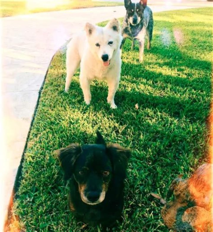 Matthew McConaughey Pets - Celebrity Pets