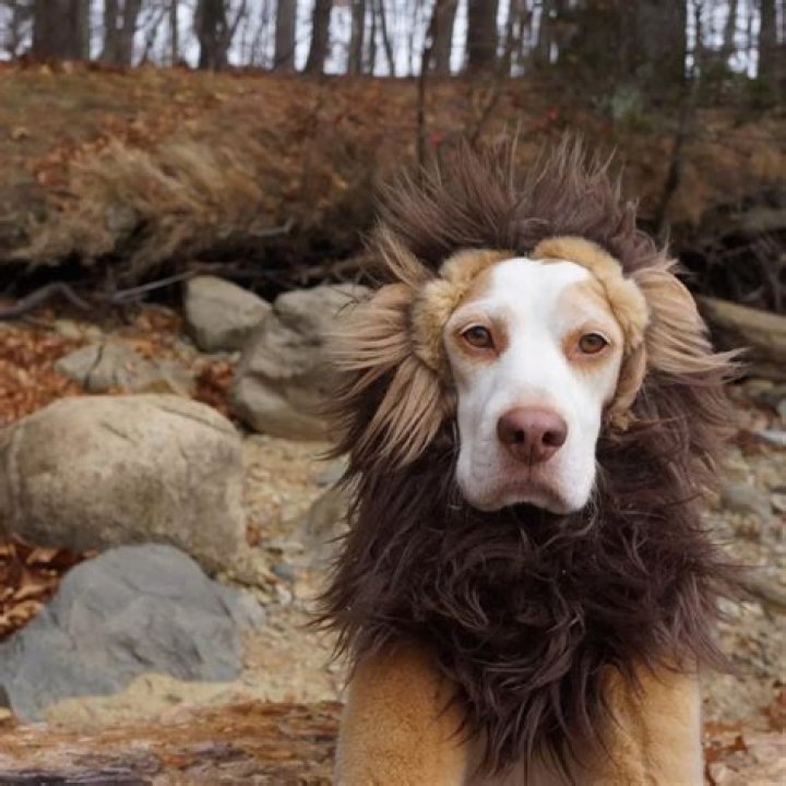 Maymo, Holder of the World’s Most Entertaining Instagram Account