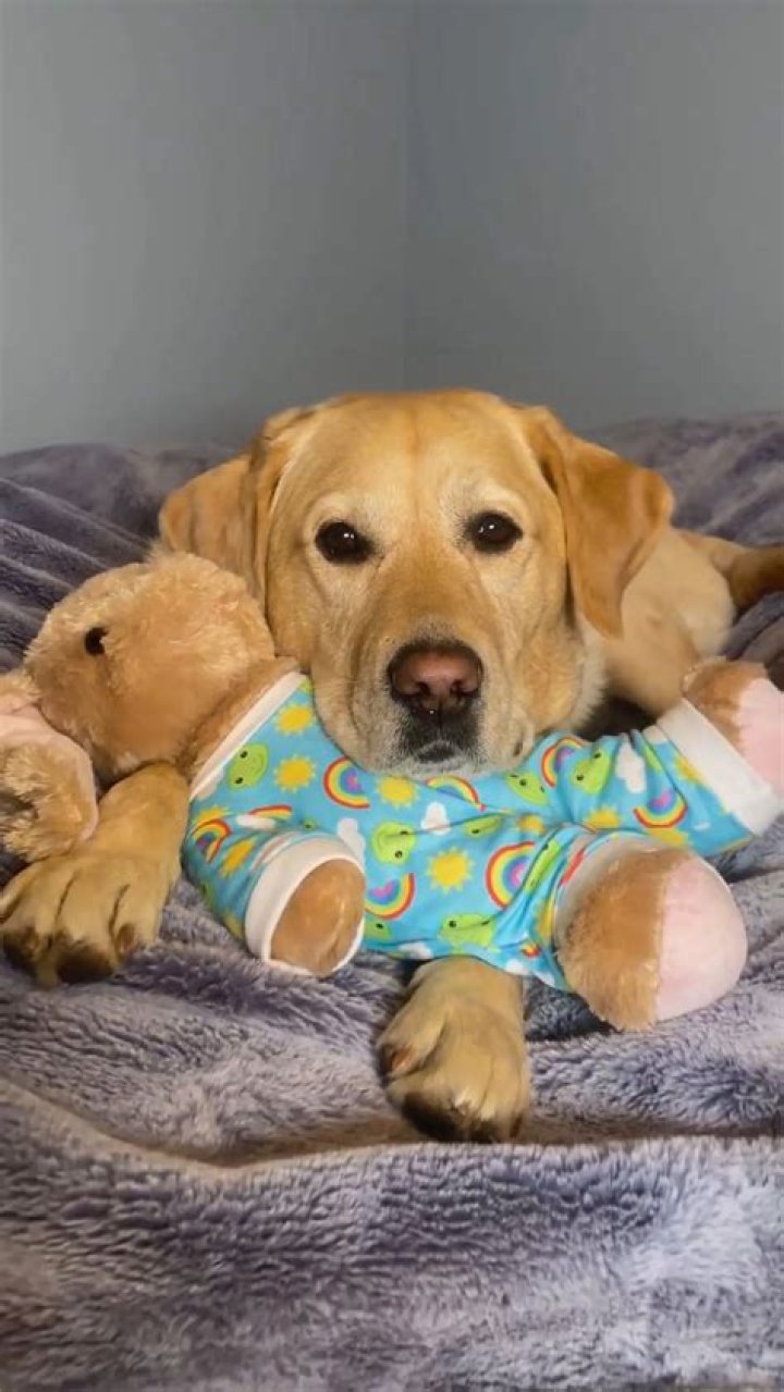 Meet Magnus, The Therapy Dog Who’s Bringing Joy To The Terminally Ill