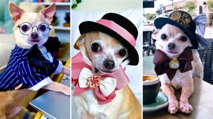 Meet Piper P. Pippington – A Pint-Sized Fashion Influencer With a Big Attitude