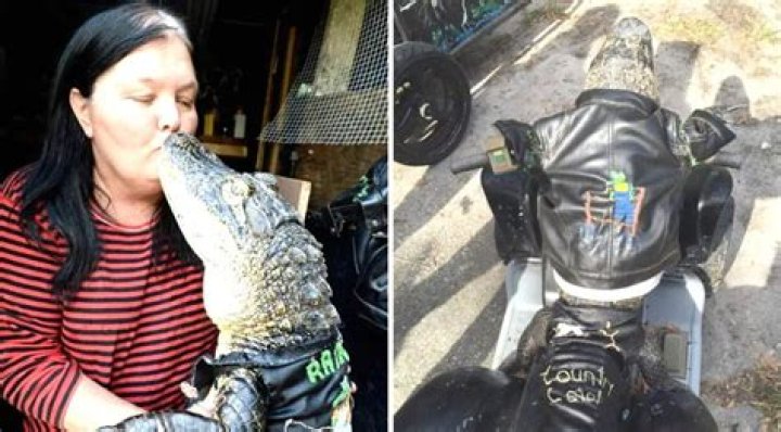 Meet Rambo, the Leather Jacket Wearing, ATV Riding Alligator