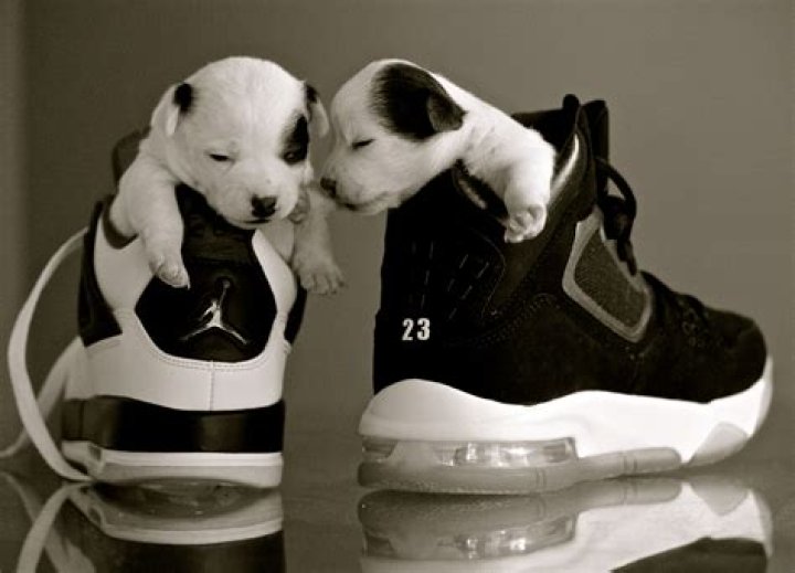 Michael Jordan Pets - Celebrity Pets