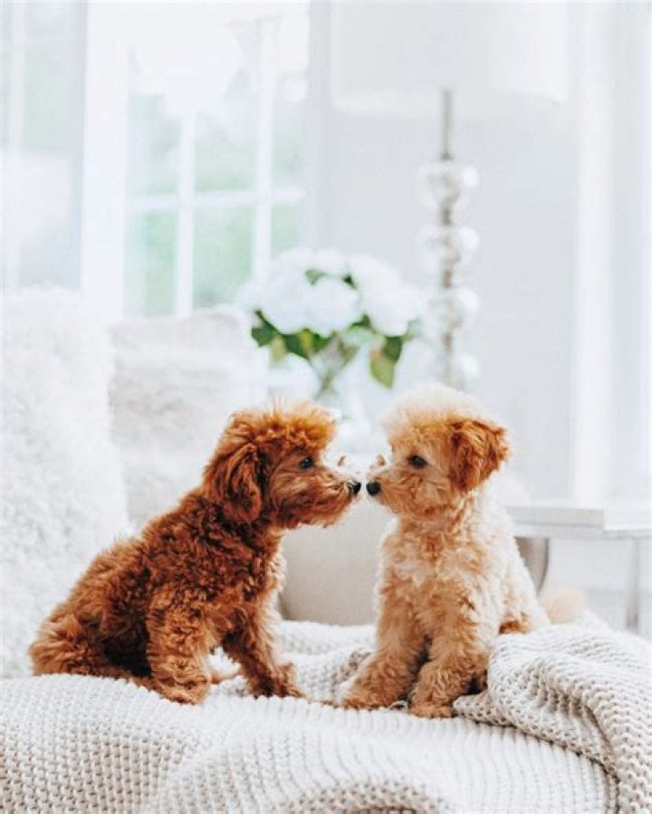 Nabela Noor Pets - Celebrity Pets