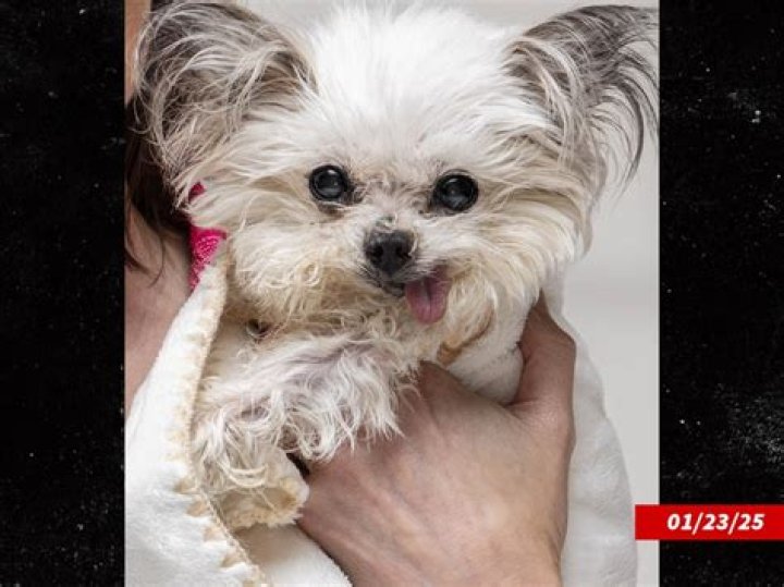 Norbert the 3lb therapy dog brings smiles to sick kids